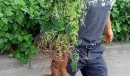 新植物爆料图片大全集最新,探索大自然奇观，揭秘植物界的神秘新成员