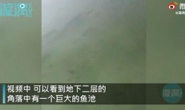 养鱼视频大全爆料,视频大全中的养鱼技巧与经验分享